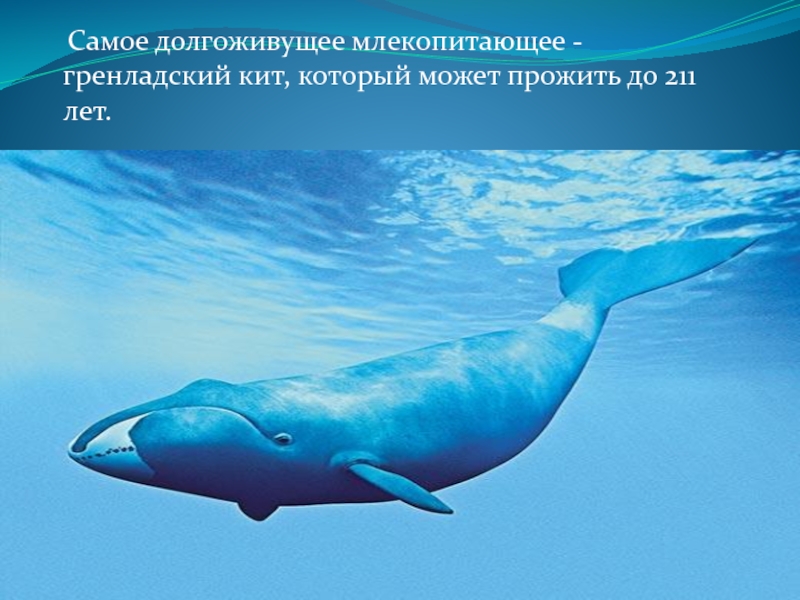 необычные животные с описанием. самое маленькое млекопитающее. самые самые среди млекопитающих. рекорды млекопитающих. самые большие млекопитающие.