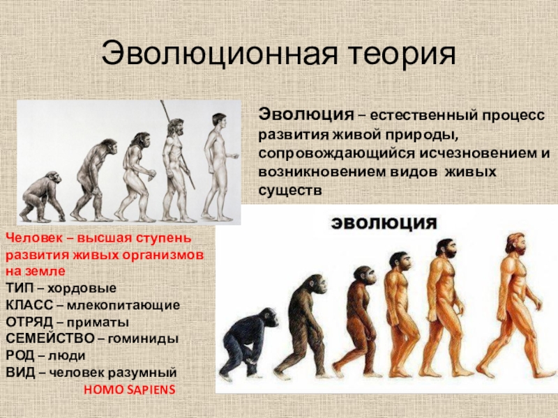 Теория естественного развития. Эволюционная теория происхождения человека. Эволюционное развитие. Развитие теории эволюции. Человек Высшая ступень развития живых организмов на земле.