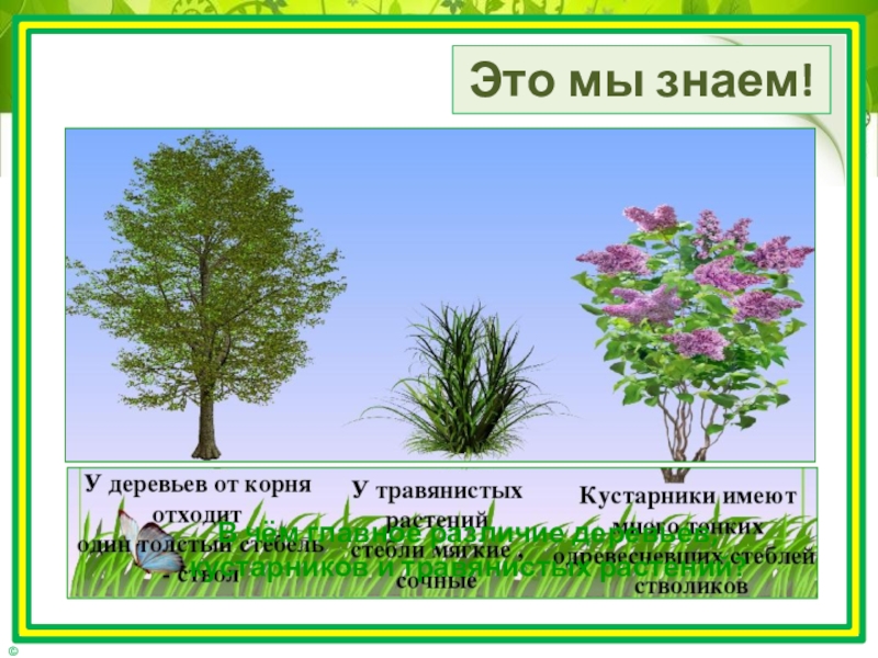 Дерево травянистое растение. Деревья и кустарники презентация. Дерево кустарник или травянистое растение. Растения кустарники проект. Деревья и кустарники названия презентация.