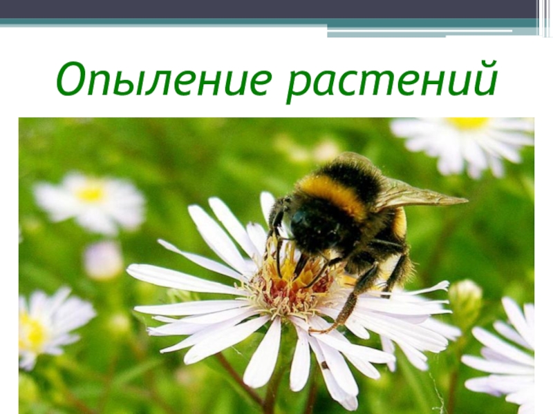 Опыление растений 3. Опыление растений. Зачем животные опыляют растения. Растения опыляемые животными и человеком примеры. Сообщение опыление растений животными.