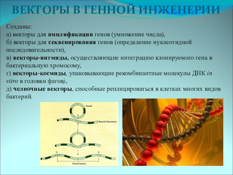 Конструирование новых генетических структур по заранее намеченному плану