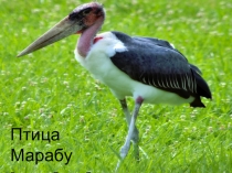 Презентация по биологии Птица марабу (7 класс)