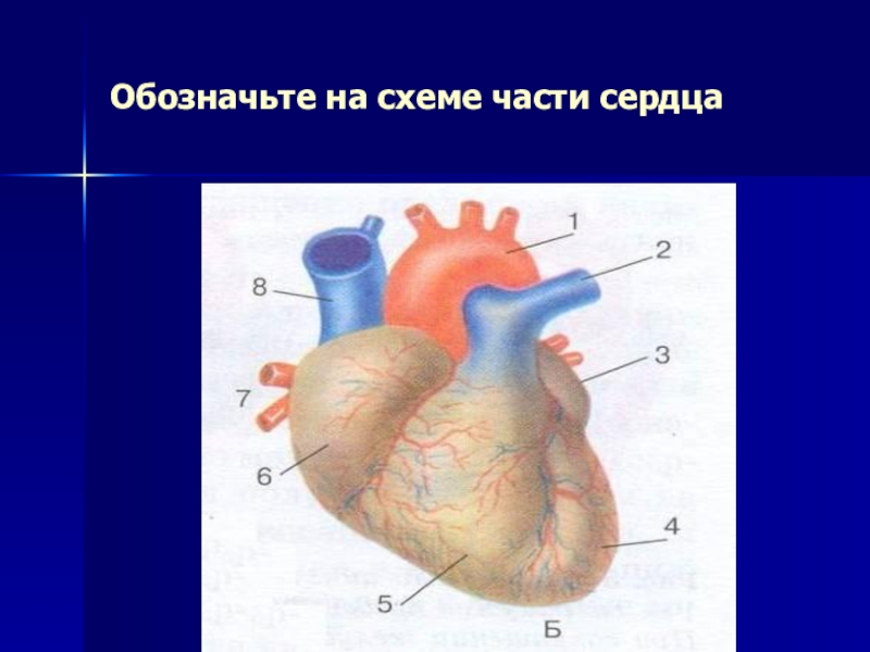 Сердце биология 8 класс. Обозначьте на схеме части сердца. Обозначение сердец. Обозначьте на схеме части сердца цифрами. Рисунок сердца биология.