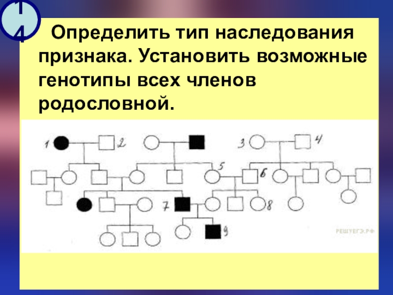 Изучите схему и определите тип наследования признака поясните определите генотипы 1234