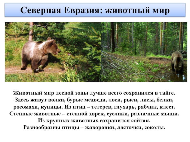 Северная Евразия: животный мирЖивотный мир лесной зоны лучше всего сохранился в тайге. Здесь живут волки, бурые медведи,