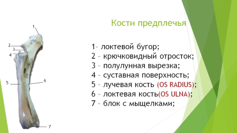 Кости 14. Локтевая кость анатомия животных. Плечевая кость анатомия животных строение. Кости предплечья животных строение. Лучевая и локтевая кость лошади.