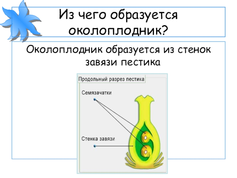 Какая половая клетка образуется в завязи цветка. Околоплодник образуется из стенок завязи. Из чего образуется околоплодник. Стенки завязи пестика. Из завязи пестика образуется.