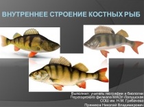 Презентация по Биологии на тему Рыбы (7 класс)