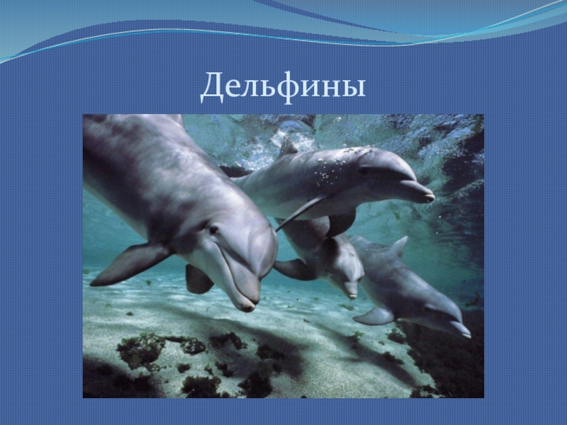 Животные черного моря 4 класс окружающий мир. Проект у чёрного моря 4 класс. Черное море окружающий мир. У теплого моря 4 класс. У черного моря 4 класс окружающий мир.