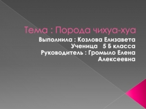 Презентация проекта по биологии на тему Порода чихуа-хуа