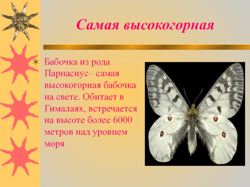 Бабочки какой род