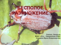 Презентация к уроку биологии в 9 классе по теме Бесполое размножение