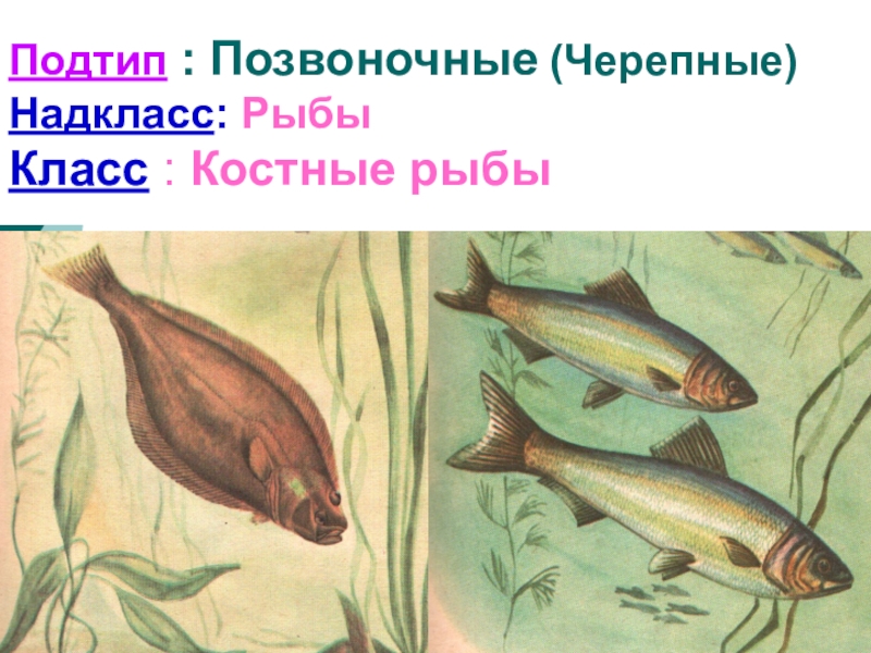 Черепные рыбы. Подтип позвоночные. Подтип Черепные или позвоночные. Подтип Черепные класс рыбы. Подтип позвоночные рыбы.