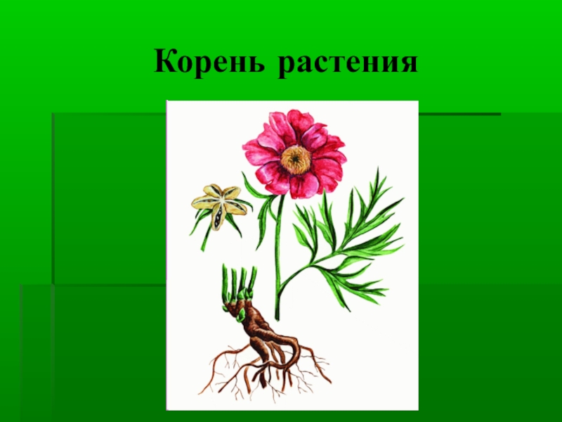 Раньше корень. Пион тонколистный строение. Цветок с корнем. Строение пиона схема. Строение корневища пиона.