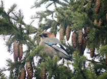 Презентация по биологии на тему Введение в зоологию (7 класс)