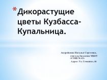 Презентация Ареал и особенности распространения Купальницы на территории Кузбасса