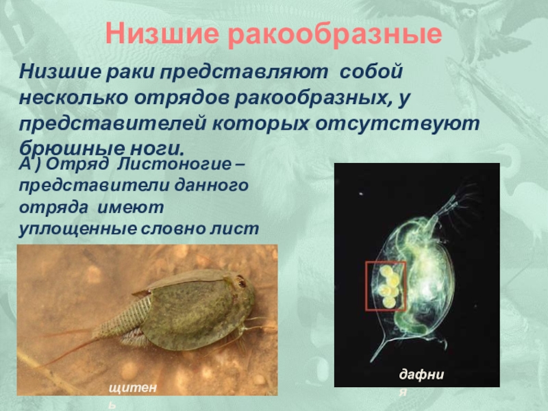 Доклад: Низшие ракообразные