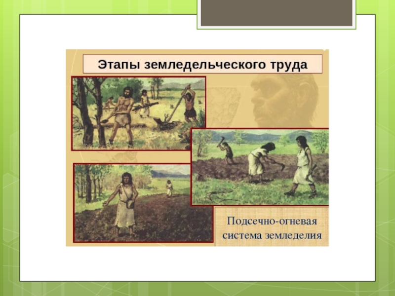 Сравните подсечно огневую систему земледелия. Подсечно-огневое земледелие картины. Этапы подсечно огневого земледелия. Подсечное земледелие в древней Руси. Земледелие древних славян подсечно огневой системы и.