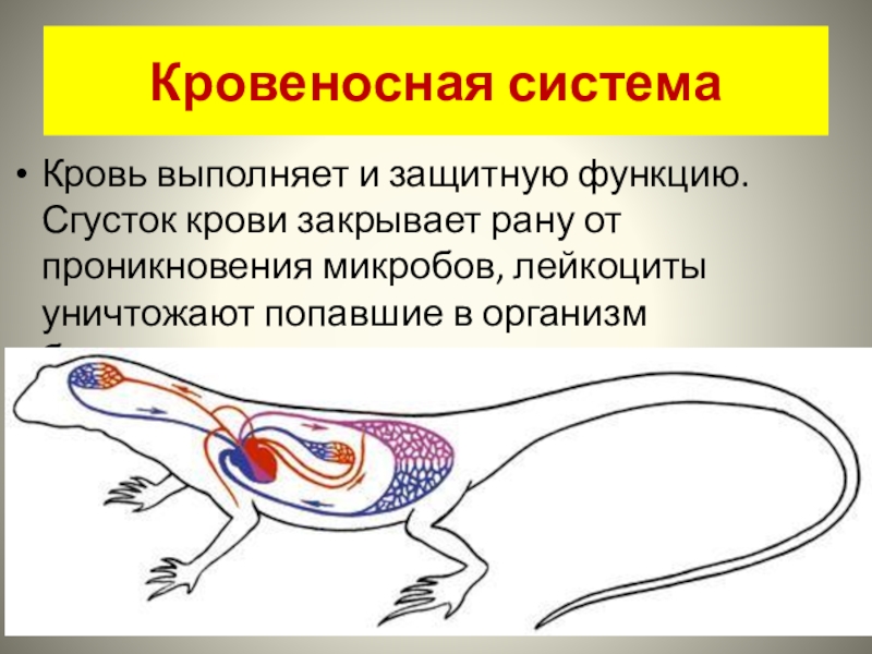 Кровеносная система кровь 7 класс презентация латюшин