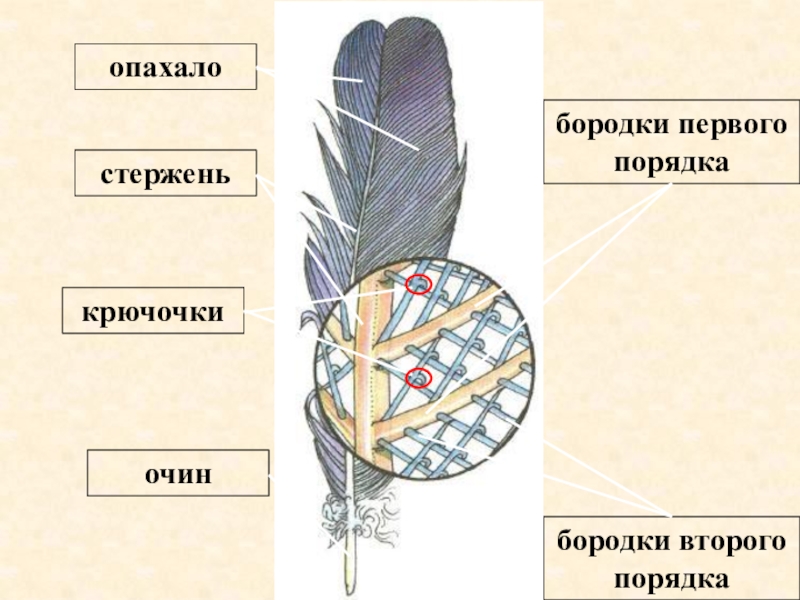 Строение перьев у птиц