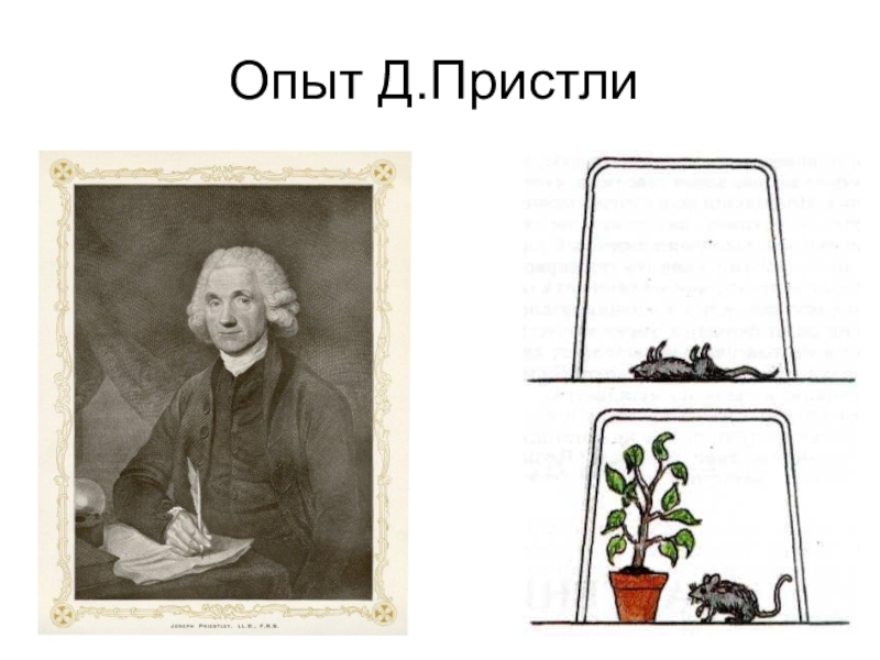 опыт джозефа пристли. эксперименты с детьми дошкольниками. д опыт. джозеф пристли 1771 опыт фотосинтез. опыты с соленой водой.