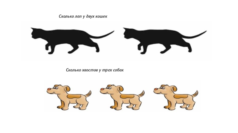 Сколько собак. Сколько лап у двух кошек. Сколько хвостов у кошки. Сколько лапок у двух кошек. Сколько лап у трех кошек.