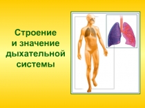 Дыхательная система человека