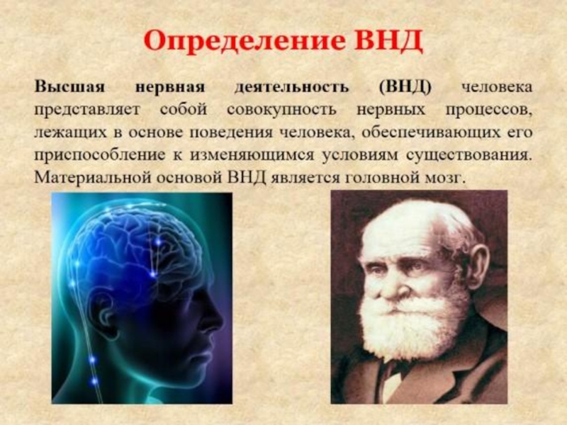 Презентация внд человека 8 класс