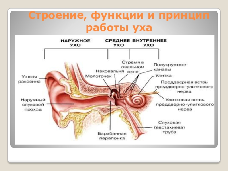 Влияние наушников на слух человека проект по биологии