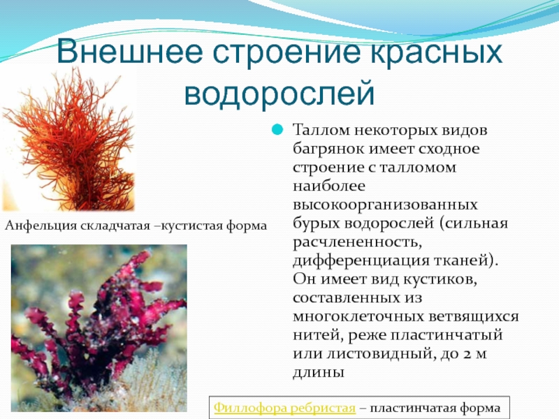 Красной водорослью является. Красные водоросли багрянки строение. Строение багрянок. Слоевище красных водорослей. Строение таллома красных водорослей.