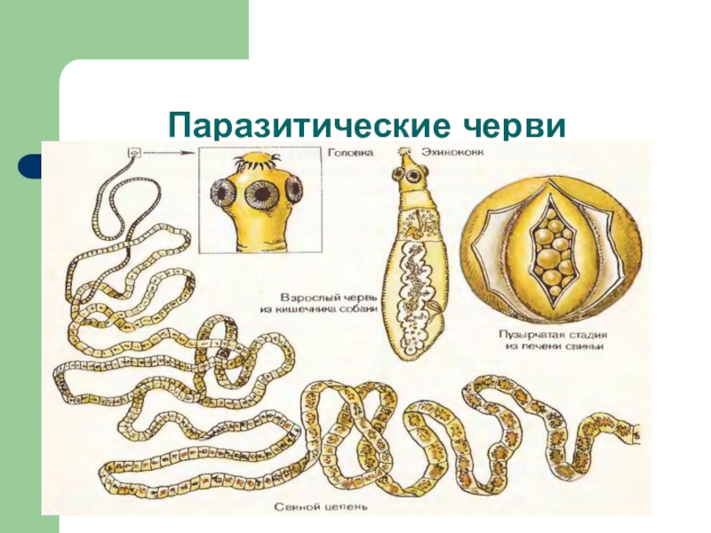 Ленточные черви образ жизни. Паразитические формы круглых червей. Паразитические круглые черви биология. Разнообразие червей паразитов. Паразитические плоские черви.