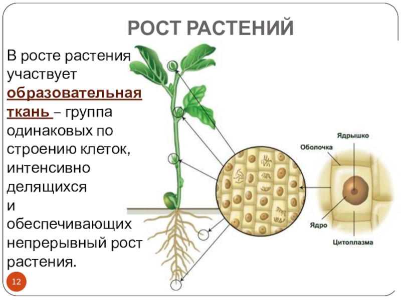Процессы в жизни растений 5 класс биология. Образовательные ткани растений 5 класс биология. Образовательная ткань растений. Рост растения образовательные ткани. Рост растений 5 класс.
