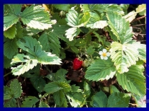 Презентация вегетативное размножение растений