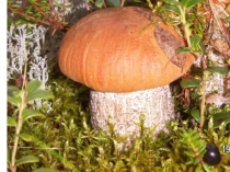 Презентация к сценарию внеклассного мероприятия: Моя малая Родина.