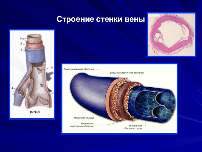 Строение вены. Вена строение стенки. Строение вены анатомия. Сосуды строение стенки Вена.