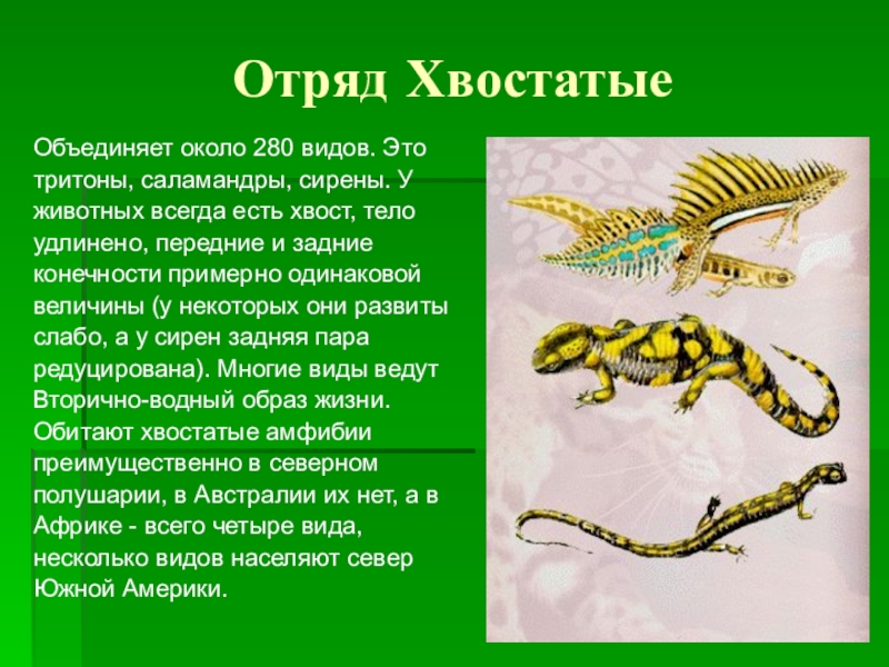 Саламандра относится к классу пресмыкающихся. Биология 7 класс хвостатые земноводные. Класс амфибии отряд хвостатые. Отряд хвостатые земноводные кратко. Отряд хвостатые земноводные 7 класс.