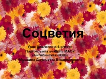 Презентация по биологии на темуСоцветия
