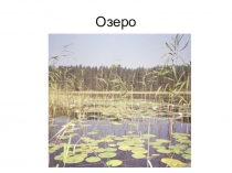 Презентация по окружающему миру на тему Водоём (2 кл.) продолжение