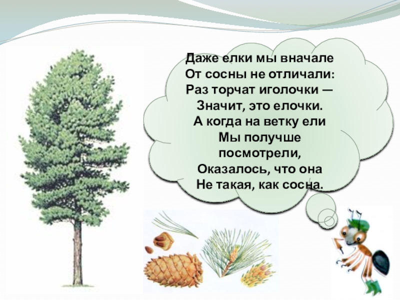 Что такое хвоинки презентация. Стих про сосну для детей. Стихотворение о сосне для детей. Рассказ о сосне. Что такое хвоинки.