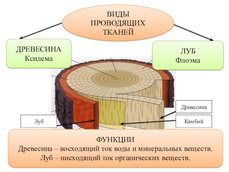 Строение коры дерева схема