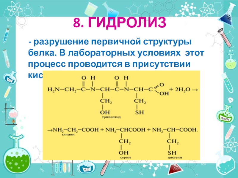 Гидролиз белков. Гидролиз белков реакция. Гидролиз первичной структуры белка. Разрушение первичной структуры белка гидролиз. Гидролиз белка реакция.