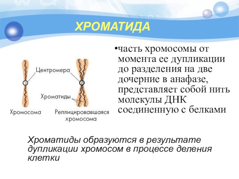 Образование четырех клеток образование однохроматидных хромосом. Строение хромосомы хроматиды. Из чего состоит хроматида. Хромосомы хроматиды хроматин в биологии. Центромеры хромосом.