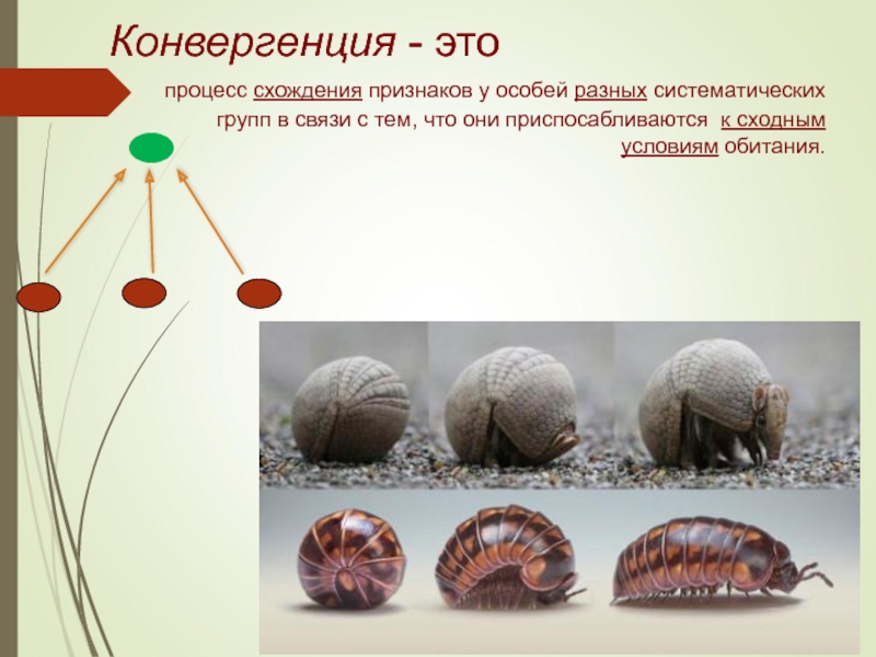 Особей синоним. Конвергенция. Конвергенция примеры. Конвергенция это в биологии. Конвергентность в биологии.