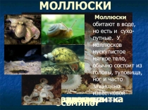 Презентация по окружающему миру на тему Животные.Взаимосвязь животного и растительного мира.(2 класс)