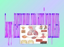 Презентація до уроку Значення дихання. Будова та функції дихання