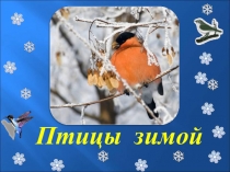 Презентация к классному часу Покормите птиц зимой