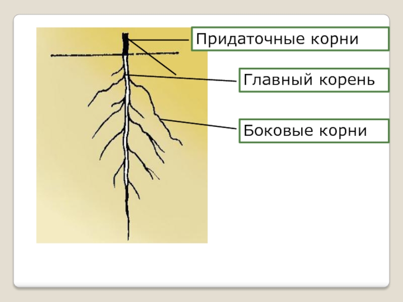 Придаточными называются корни. Главный корень боковой корень придаточный корень. Главный корень боковые и придаточные корни. Придаточные боковые и главный корень. Боковые и придаточные Корн.