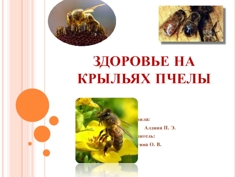 Пчелы в жизни человека. Здоровье на крыльях пчелы презентация. Здоровье на крыльях пчелы проект. Исследовательская работа про пчел. Пчела для презентации.