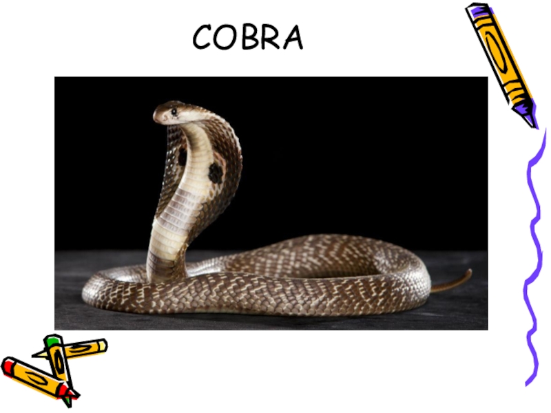 кобра класс и тип. кобра класс. доклад про змею кобру. королевская кобра нагайна. кольчатая кобра.