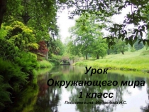 Презентация по Окружающему миру Насекомые 1 класс